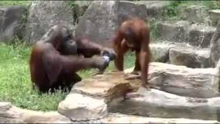 Orangotango si rinfresca come un umano - Orangutan cools off like a human