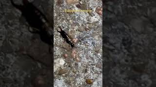 How a European Earwig Looks Like #tiktok #shorts #earwig #insect