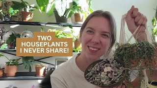 Two Houseplants I've NEVER shared! | Varigated String of Hearts & String of Turtles