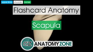 Scapula | Flashcard Anatomy