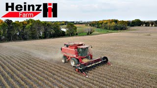 Minnesota Bean Harvest 2023- Heinz Farm (Case IH)