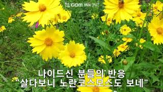 도로변 노란꽃의 정체. 코스모스 닮은 금계국(golden wave. 金鷄菊)