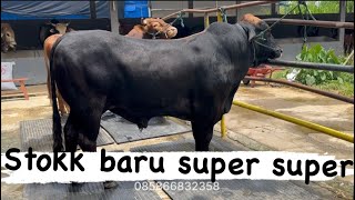 HASIL BOLANG 2 EKOR SAPI SUPERR‼️STOK TERBARU 18 SEPTEMBER 2023 AKBAR FARM‼️