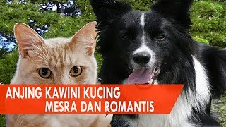 Seru, Kucing Kawin Sama Anjing - Romantis! Anjing Kawini Kucing