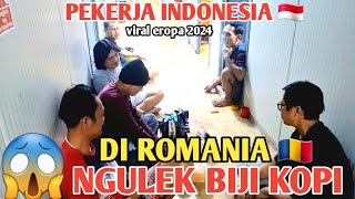 PEKERJA INDONESIA 🇮🇩 SIBUK NGULEK BIJI KOPI DI CAMPUS TULCEA ROMANIA 🇹🇩 ‼️