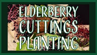 Elderberry Project: Planting