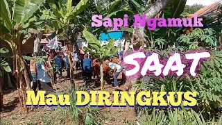 Detik-Detik Sapi Qurban Mengamuk