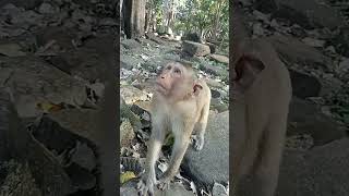 VID20241119154943 monkey play