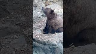 Grisly Bears in the middle of New York City