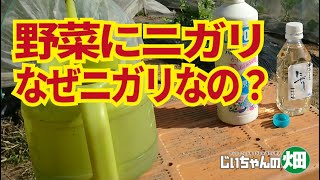 野菜にニガリを与えると、マグネシウムと微量要素たっぷりで元気でおいしい野菜になる。11/24