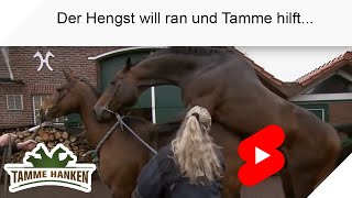 Stute wird gedeckt & Tamme hilft! | Tamme Hanken | Kabel Eins