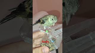 Dody eating on my hand #birds #goldfinch #dodo #dody #pets #z #dodel