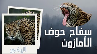 أخطر حيوان في عالم الحيوان سفاح حوض الأمازون