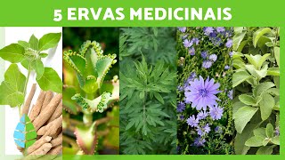 5 PLANTAS MEDICINAIS e para que servem 🌿✅ (Benefícios e propriedades medicinais)