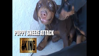 Puppy has a Sneeze attack