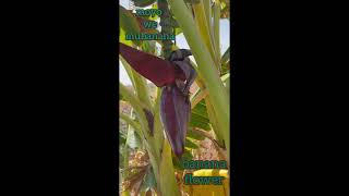 Zvakaita moyo wemubanana. What the banana flower looks like