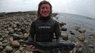 FIRST BASS!!! Spearfishing west coast Scotland part 2 (episode 8)