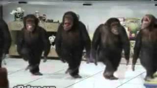 Monkey Riverdance.funny