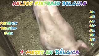 Pietrain belga seminal