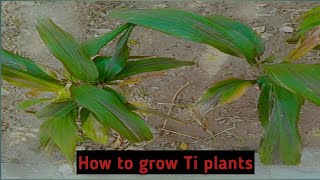 How to care for Ti  Plants #Ti plants Urdu