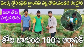 ఈ మందుతో గ్రోత్ సైడ్ బ్రాంచెస్ బాగుంది!ఇలాంటి మిరప తోట ఎక్కడైనా ఉందా|only(5)సార్లు వాడిన మందులు ఇవే|