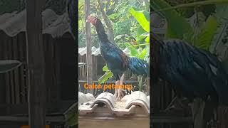 #video shorts ayam jago petarung