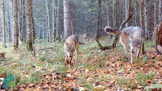 The Nashata Pack: the most remote wolf pack in the Greater Voyageurs Ecosystem