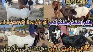 Bakra Mandi tando Adam | Latest update today | Gulabi goat | patari goat | date 02/11/2024