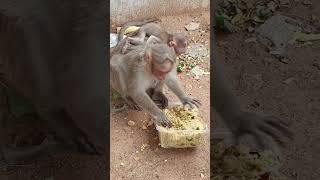 Hanuma #hanuman #hanuma #latest #love #food #kalyanavenkateswaraswamy #lucky #monkey #baby #greenery