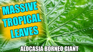 Borneo Giant Elephant Ear! Alocasia Borneo Giant