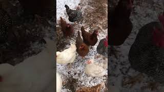 Chickens Bussin’