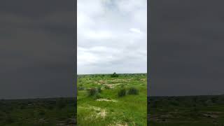 Thar Views of Kashmir Sindh pakistan #trending  #shorts  #short