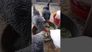 Backyard Chickens Mukbang Hens Roosters!