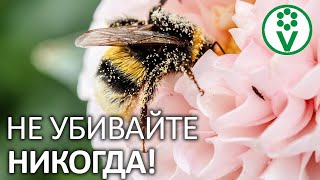 ЭТИ НАСЕКОМЫЕ УДВОЯТ ВАШ УРОЖАЙ! Привлеките в свой сад насекомых-помощников