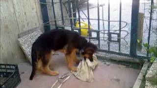 Cute German Shepherd Puppy three months at Play! - Cucciolo di pastore tedesco 3 mesi che gioca