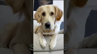 Golden Retriever Reacts To Different Sounds | Wait Until You See The Last One