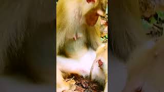 #monkey #babymonkey #monkeycry #newbabymonkey #newbornbaby #fbreel #facebook #short #shortvideos #Mo