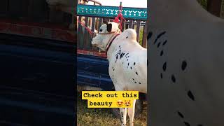 check out These beauty #youtubeshort #cow #animal