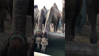 Amazing cute camels video #camel #youtubeshorts #youtube #shorts #short