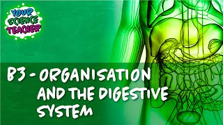 B3 - WHOLE TOPIC GCSE ORGANISATION AND DIGESTIVE SYSTEM