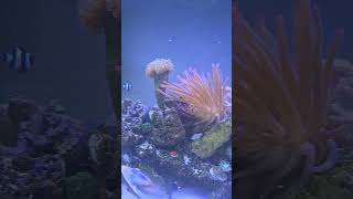 Sunday morning update #sunday #shorts #softcoral #music #anemone #aquarium #feeding #fish #reef #sea