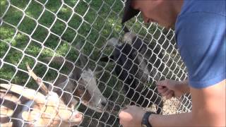 Feeding the Goats