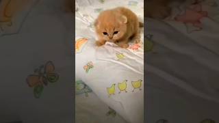 kitten so adorable