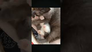 cat mother♥️children love#shortsvideo #trending #viral#lovestatus