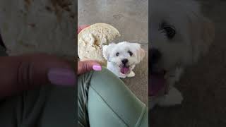 My greedy dog is trying to eat my breakfast #breakfast #food #icedlatte #dog #coffeedrinks