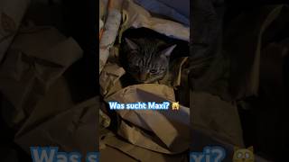 Was sucht Maxi? 😹lustige Katzenvideos 😻 #shorts #cats