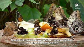 La magia es real en las mariposas colombianas