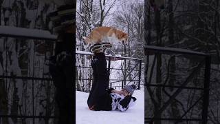 Corgi acrobat #amazingdogtricks #dogtricks #enhypen #corgitricks