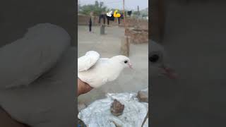 kabutar mare gulel se #kabutar #pigeon #pigeons #g #birds #pigeonpose #h #kabutarbazi