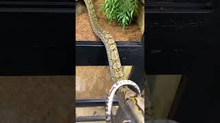 Pure Super Dwarf Reticulated Python #shorts #snake #animals #pets